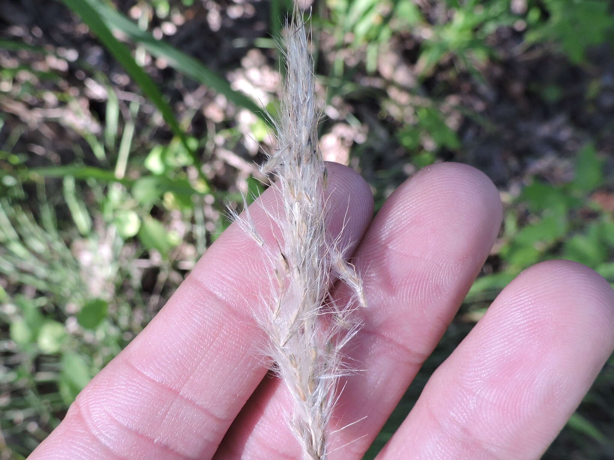 Image of silver beardgrass