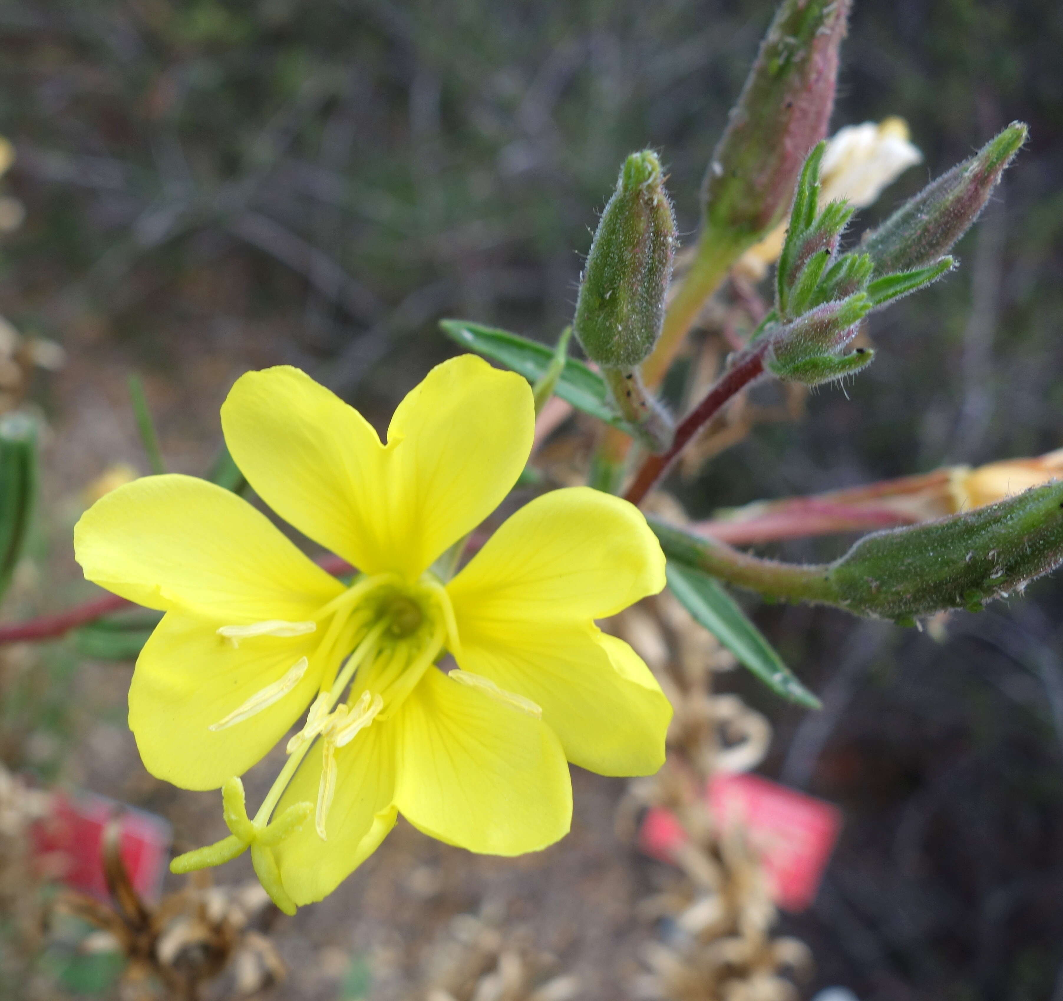 Oenothera wolfii (Munz) P. H. Raven, W. Dietrich & W. Stubbe resmi