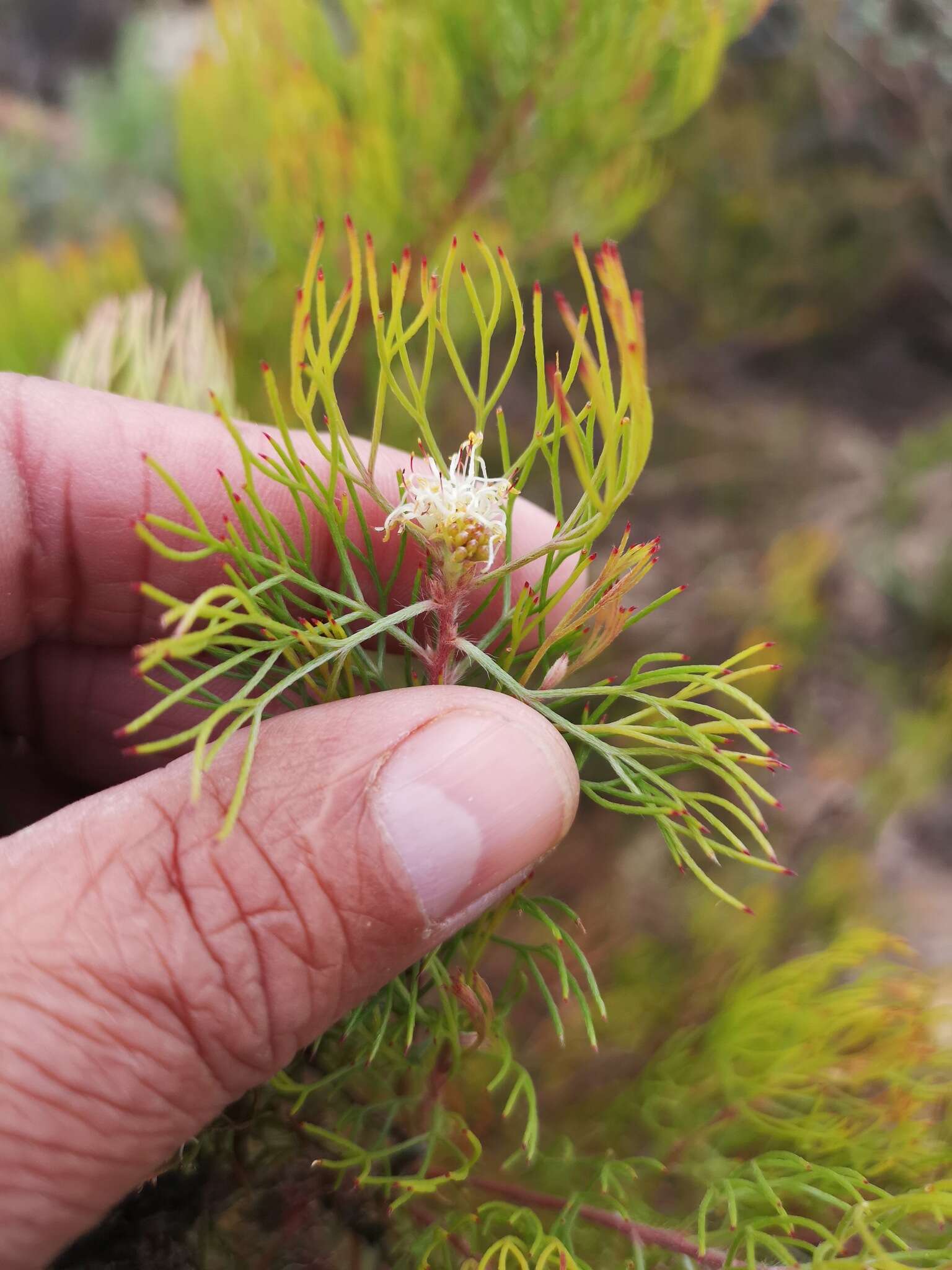 Image of Serruria inconspicua L. Guthrie & Salter