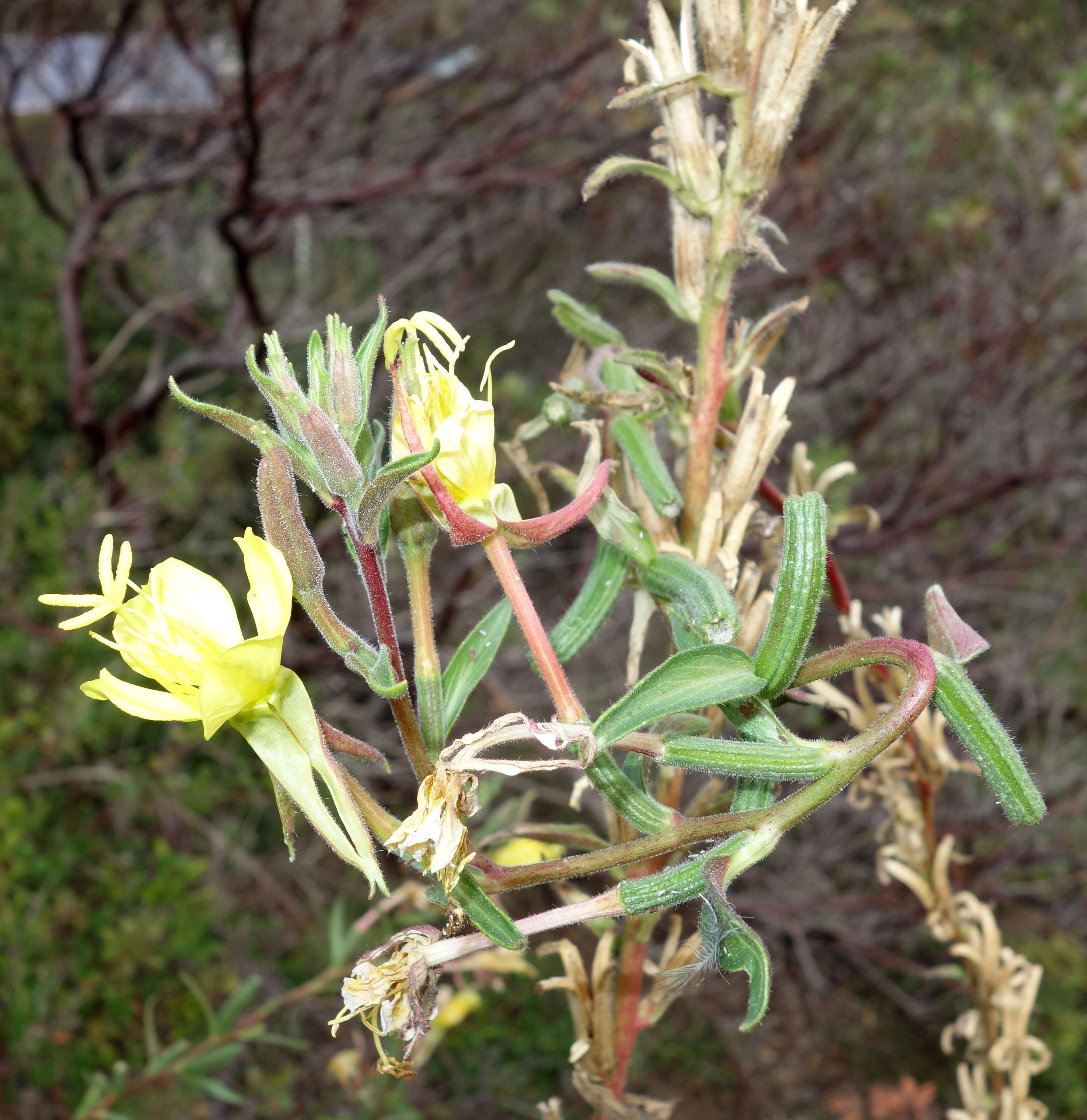 Oenothera wolfii (Munz) P. H. Raven, W. Dietrich & W. Stubbe resmi