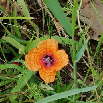 Image of Papaver apulum Ten.