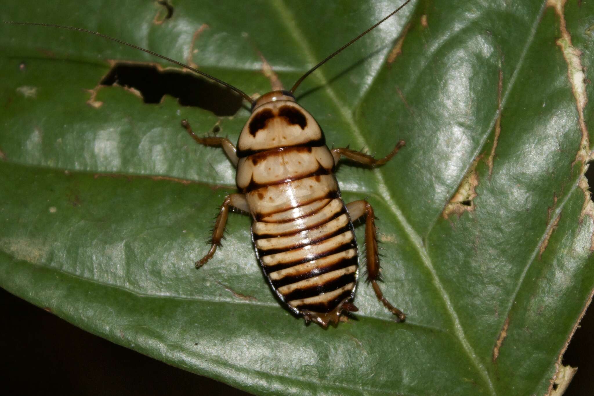 Image of Eurycotis decipiens (Kirby & W. F. 1903)