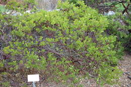 Image of Stanford's manzanita