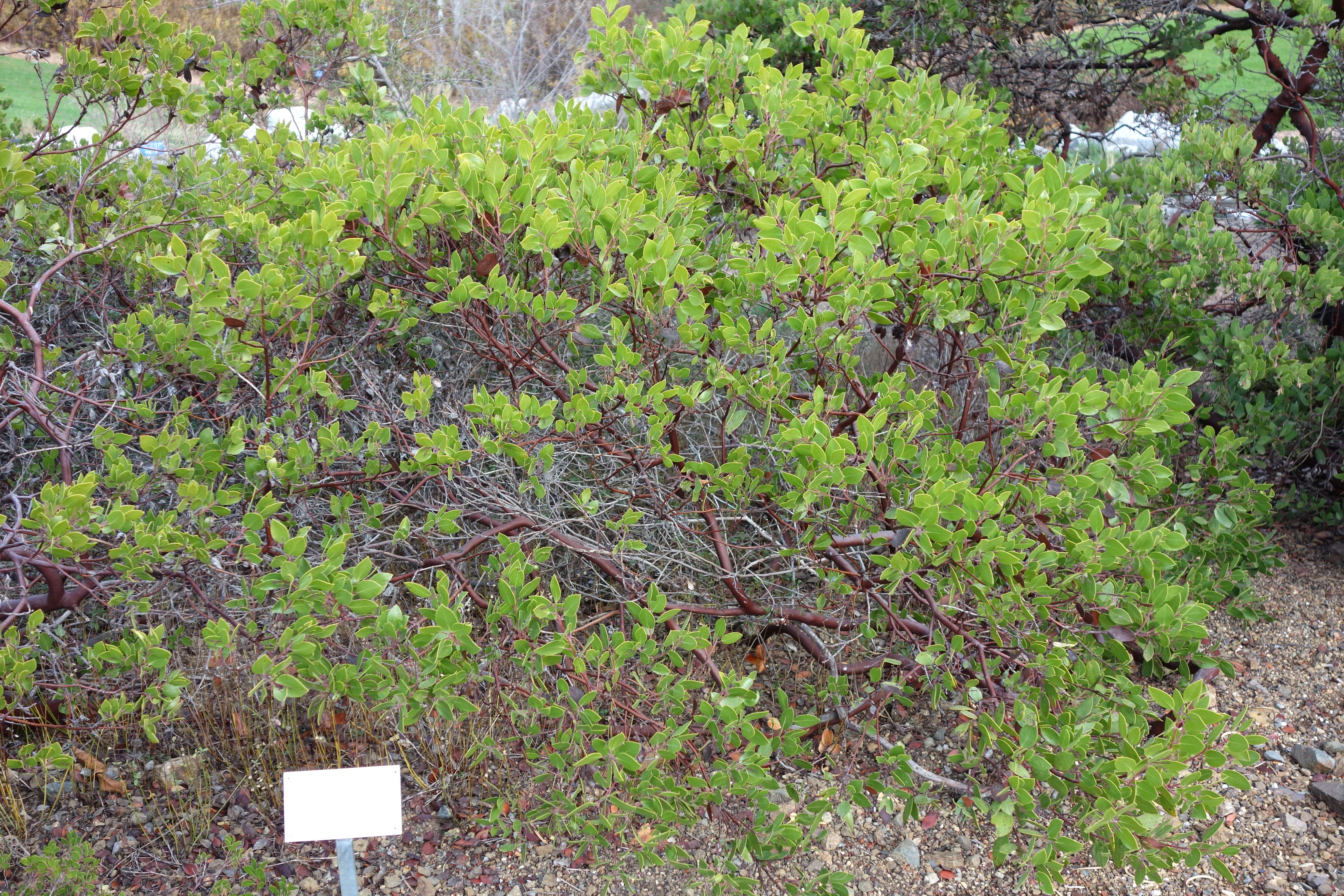 Image of Stanford's manzanita