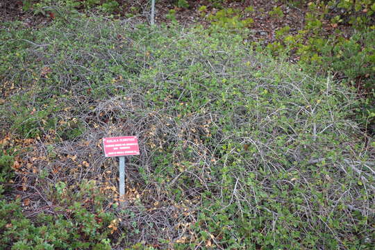 Image of Carmel ceanothus