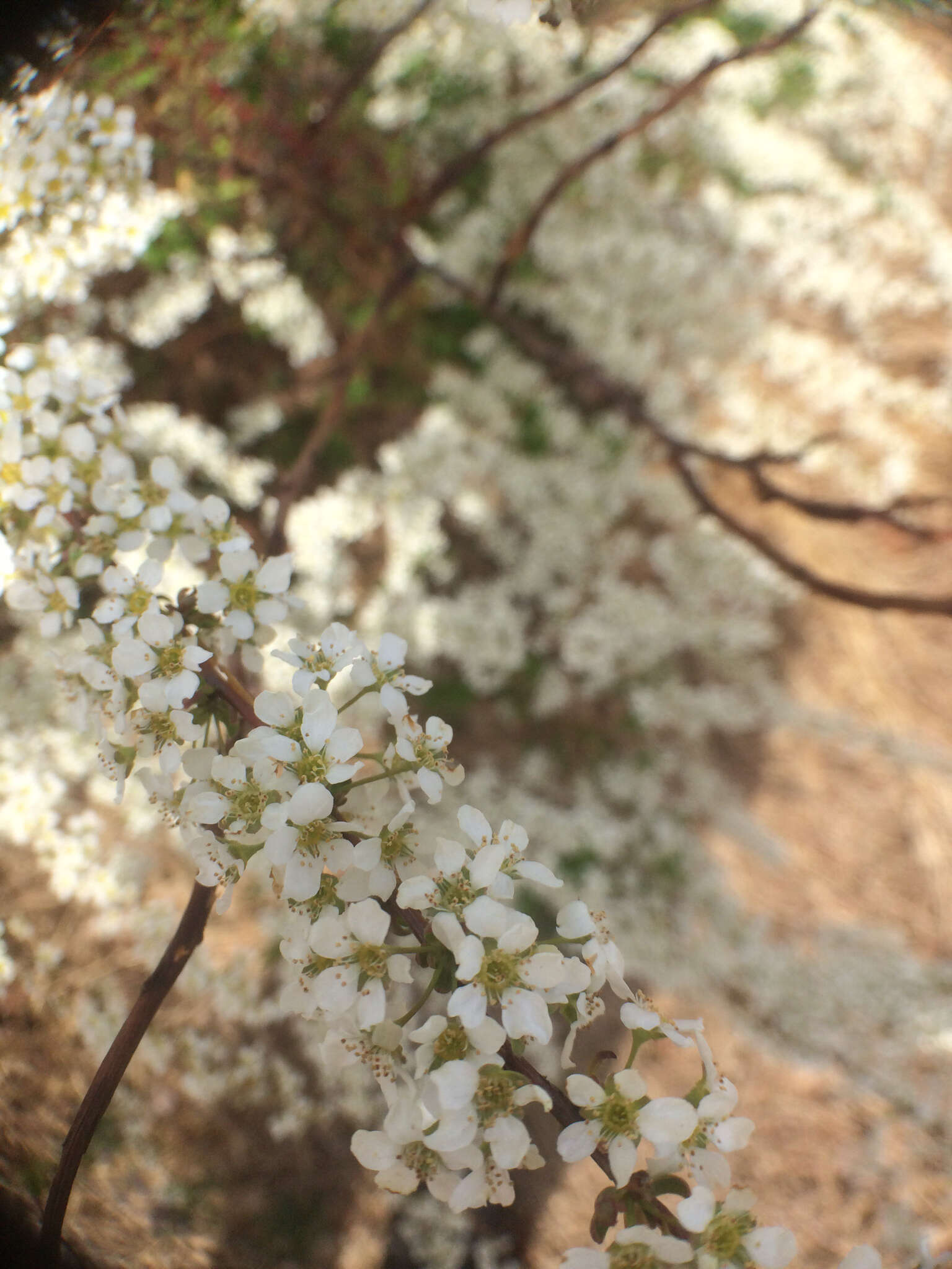 Image de Spiraea thunbergii Sieb. ex Bl.