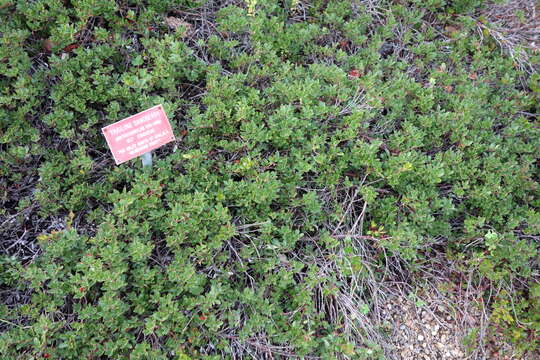 Image of bearberry