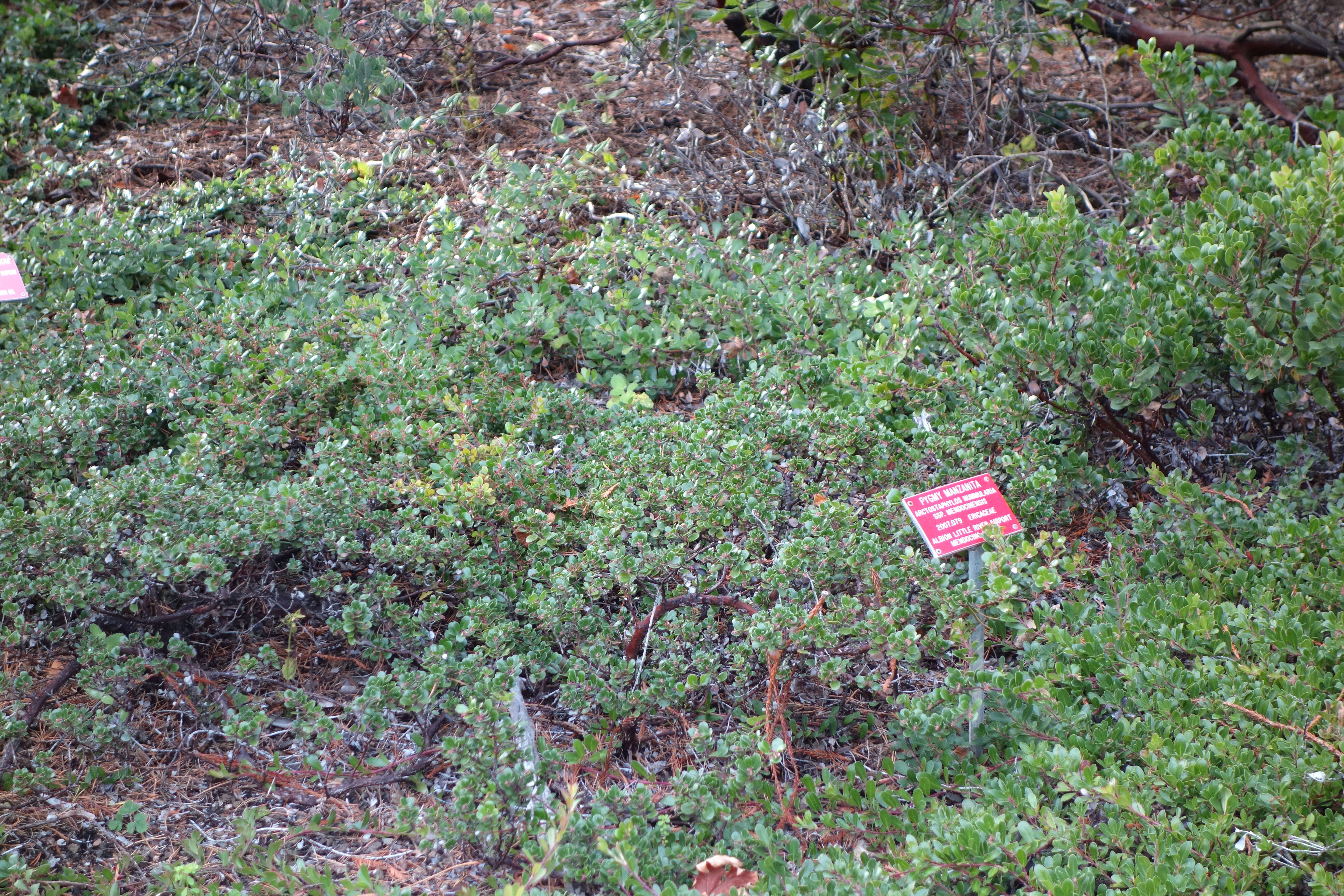 Слика од Arctostaphylos nummularia subsp. mendocinoensis (P. V. Wells) V. T. Parker, M. C. Vasey & J. E. Keeley