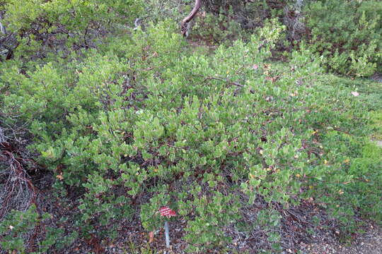 Image of bearberry