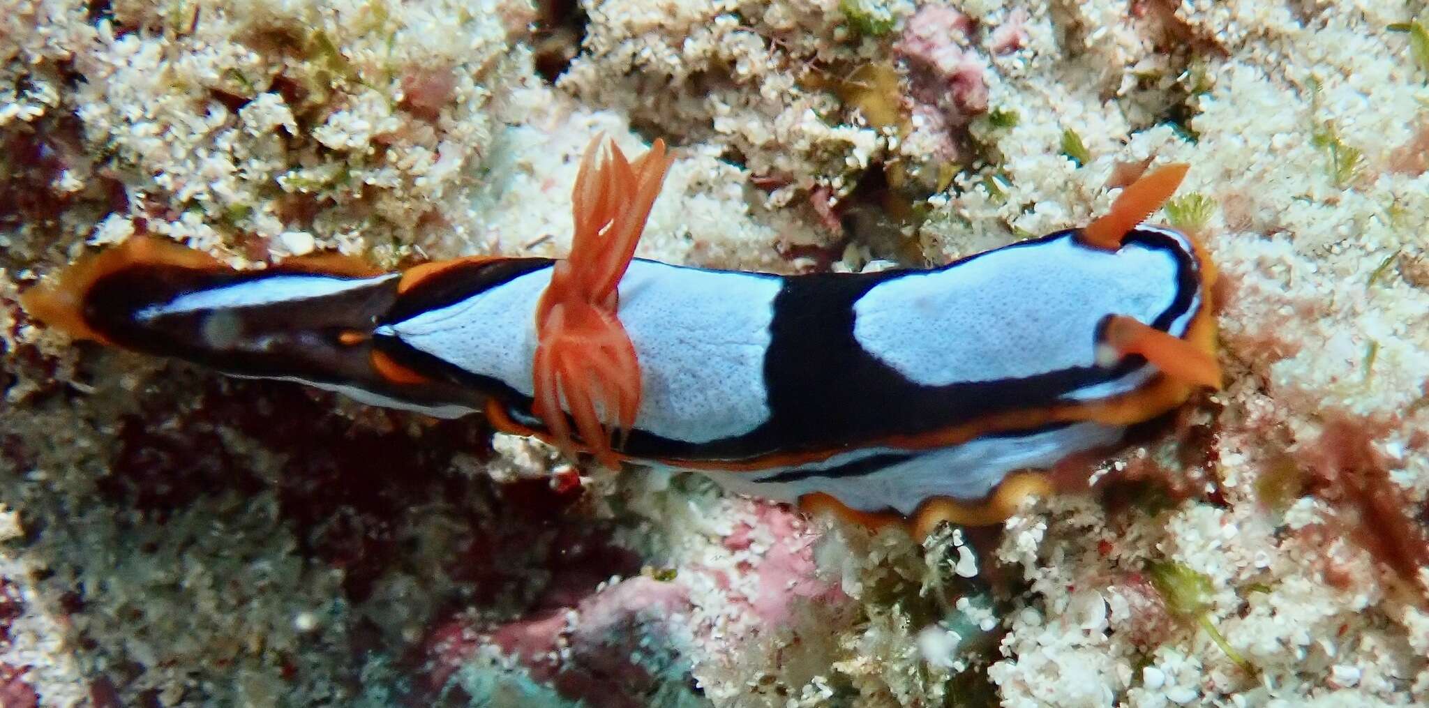 Image de Chromodoris westraliensis (O'Donoghue 1924)