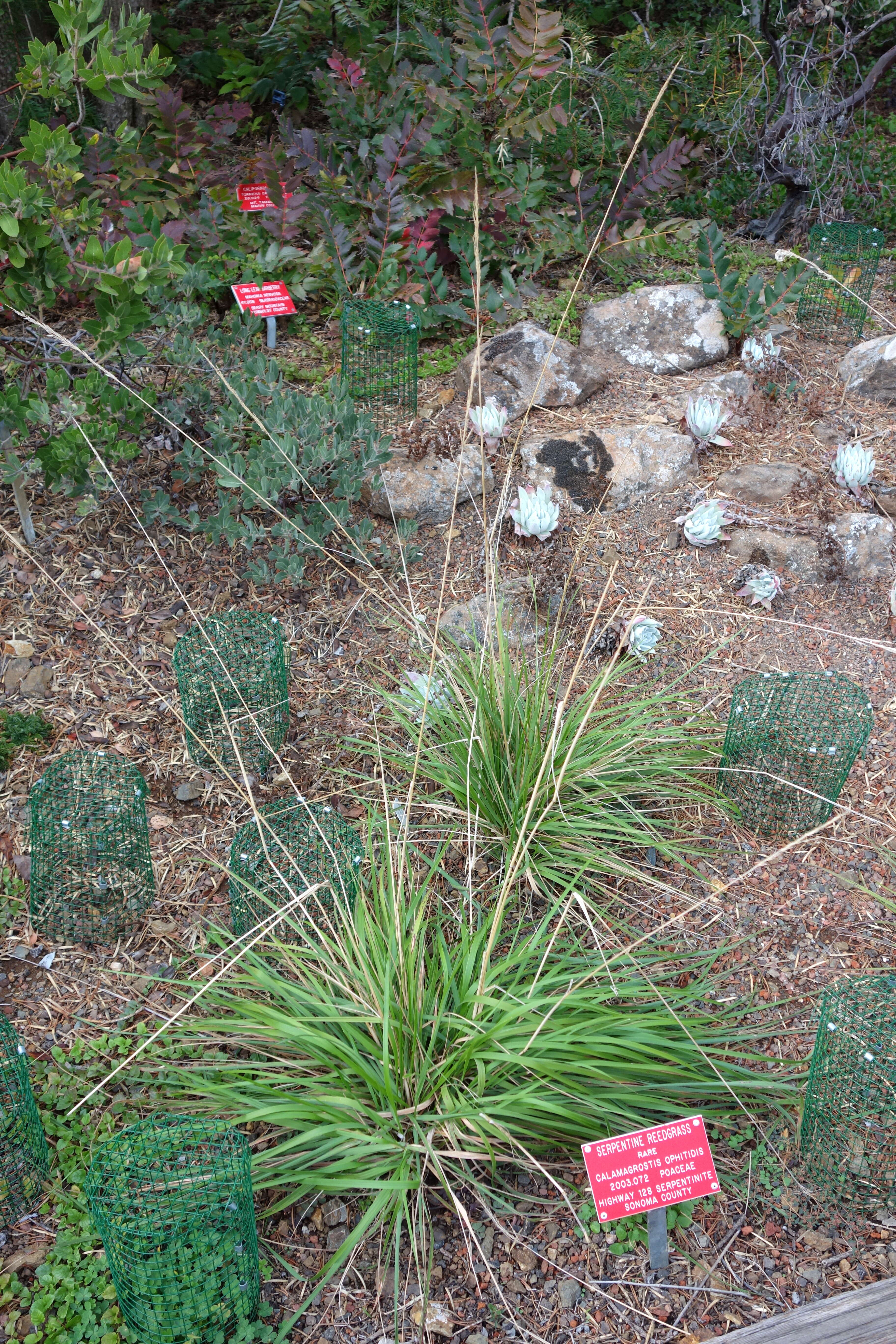 Image of serpentine reedgrass