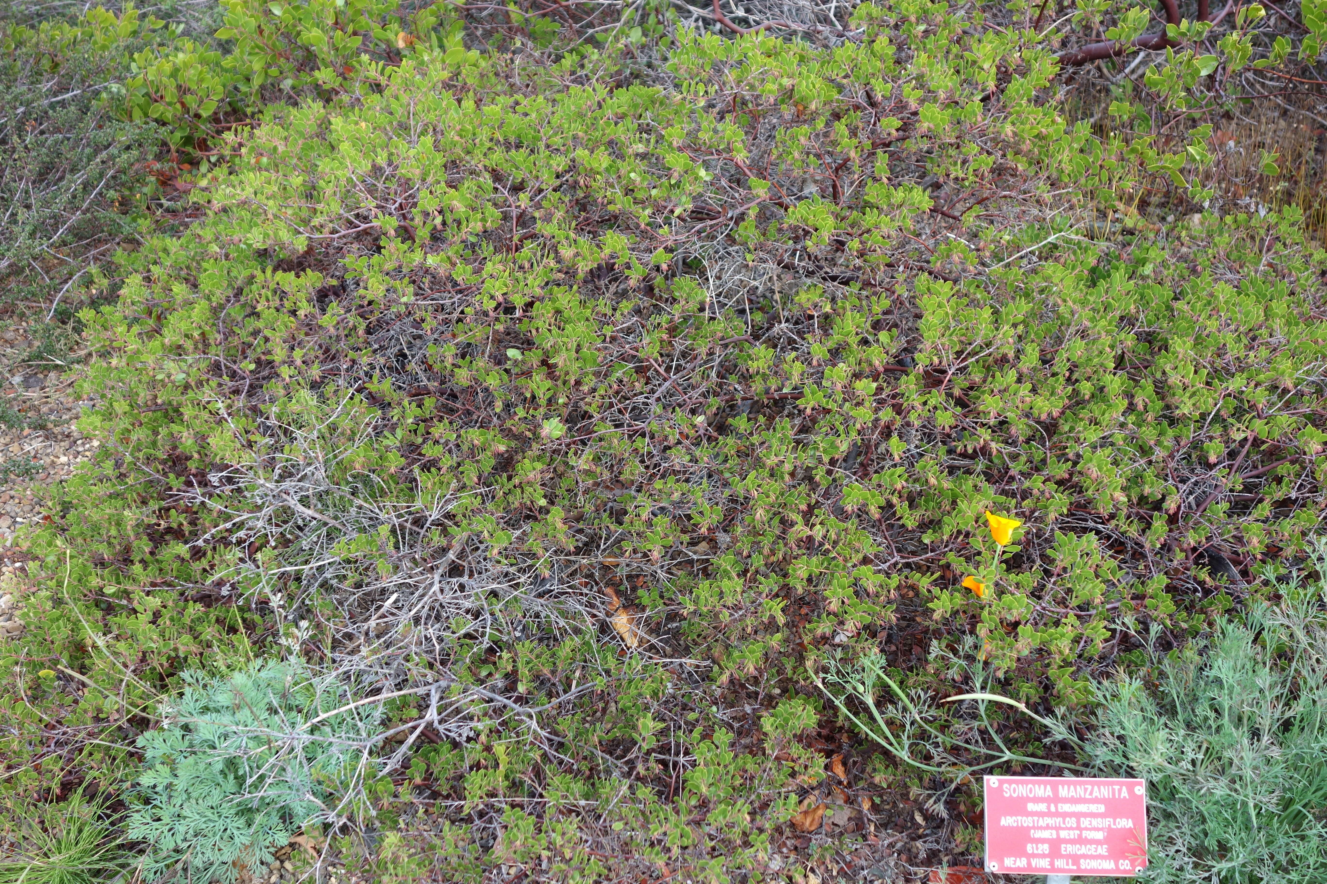 Слика од Arctostaphylos densiflora M. S. Baker