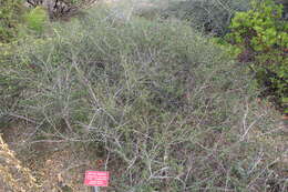 Image of wavyleaf ceanothus