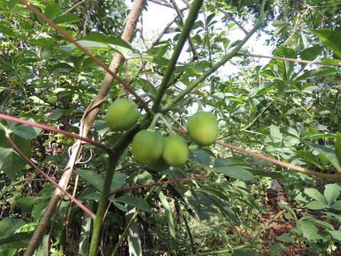 Imagem de Manihot aesculifolia (Kunth) Pohl