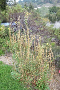 Oenothera wolfii (Munz) P. H. Raven, W. Dietrich & W. Stubbe resmi