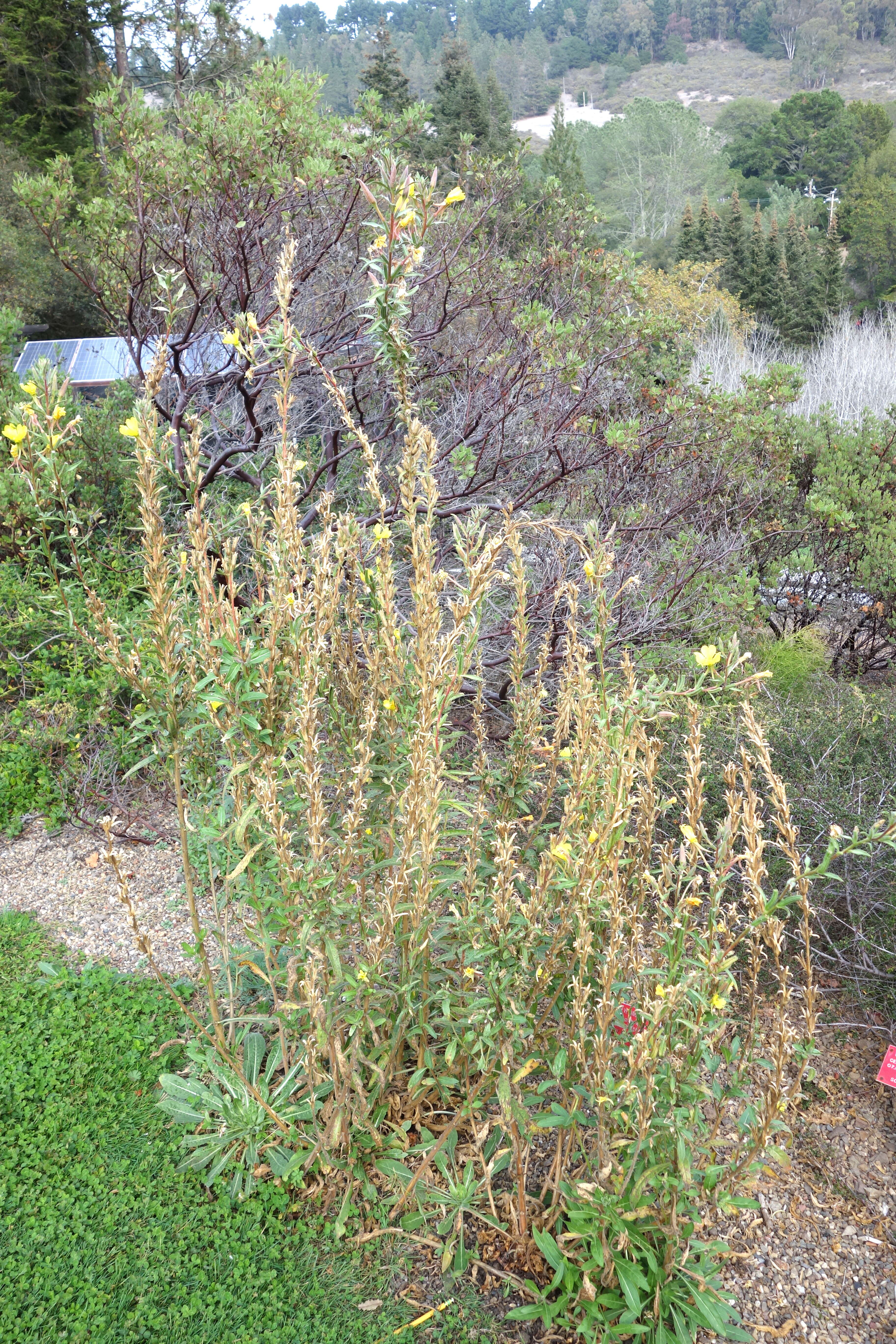 Image of Wolf's evening primrose