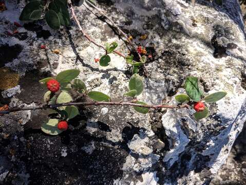 صورة Cotoneaster tauricus Pojark.