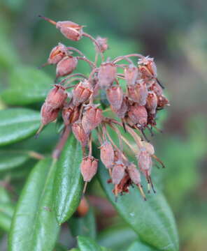 Image de Rhododendron columbianum (Piper) Harmaja