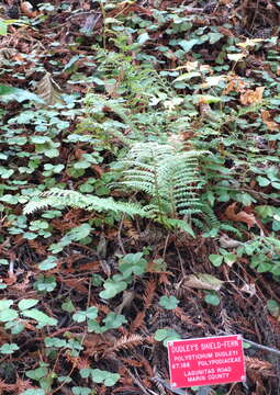 Sivun Polystichum dudleyi Maxon kuva