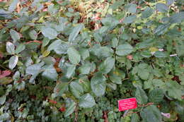 Image of salal