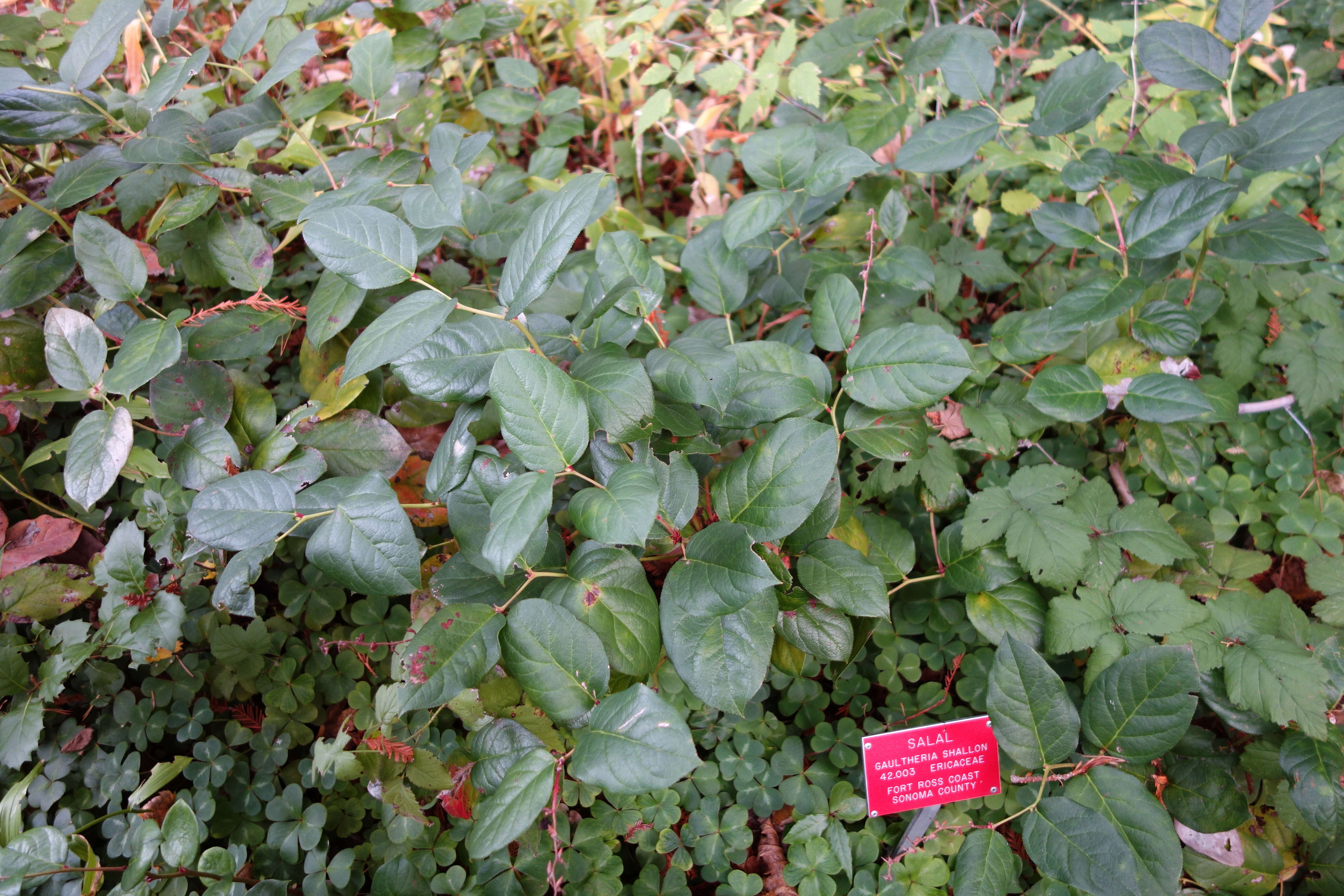 Image of salal