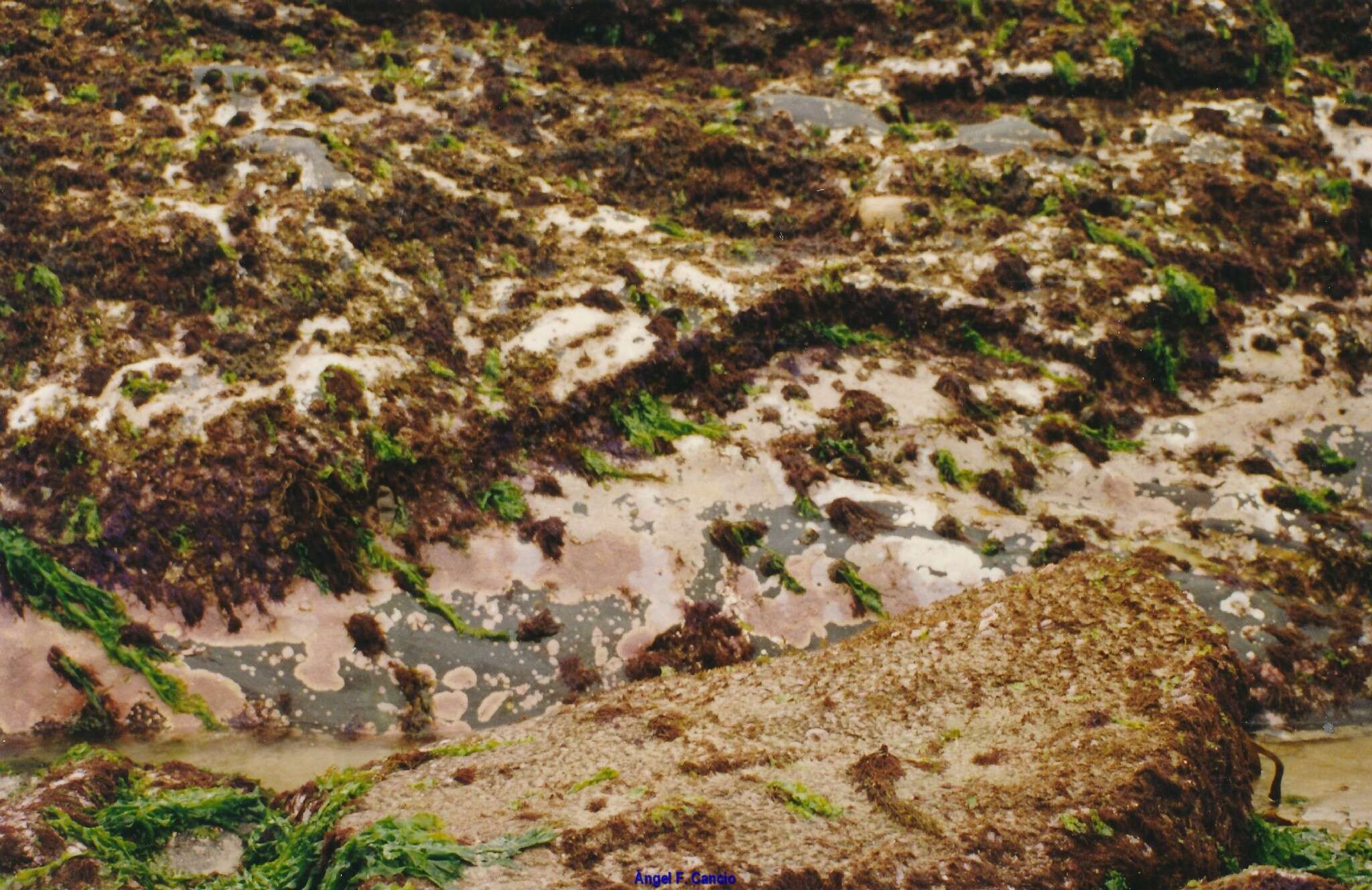 Image of Spiral or Spiralled Wrack