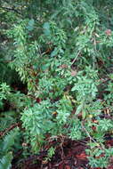 Image de Rhododendron columbianum (Piper) Harmaja