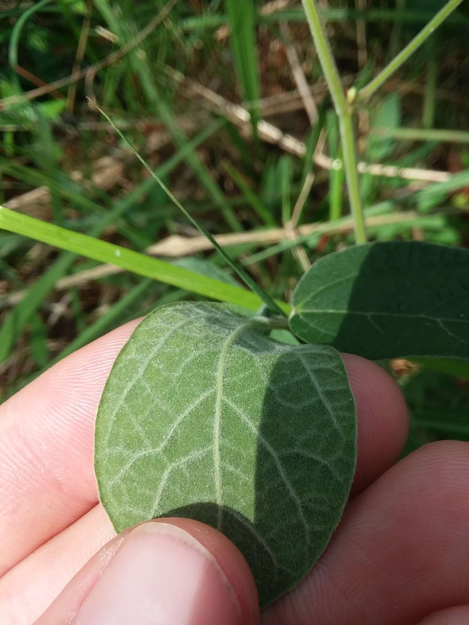 Слика од Rhynchosia tomentosa (L.) Hook. & Arn.