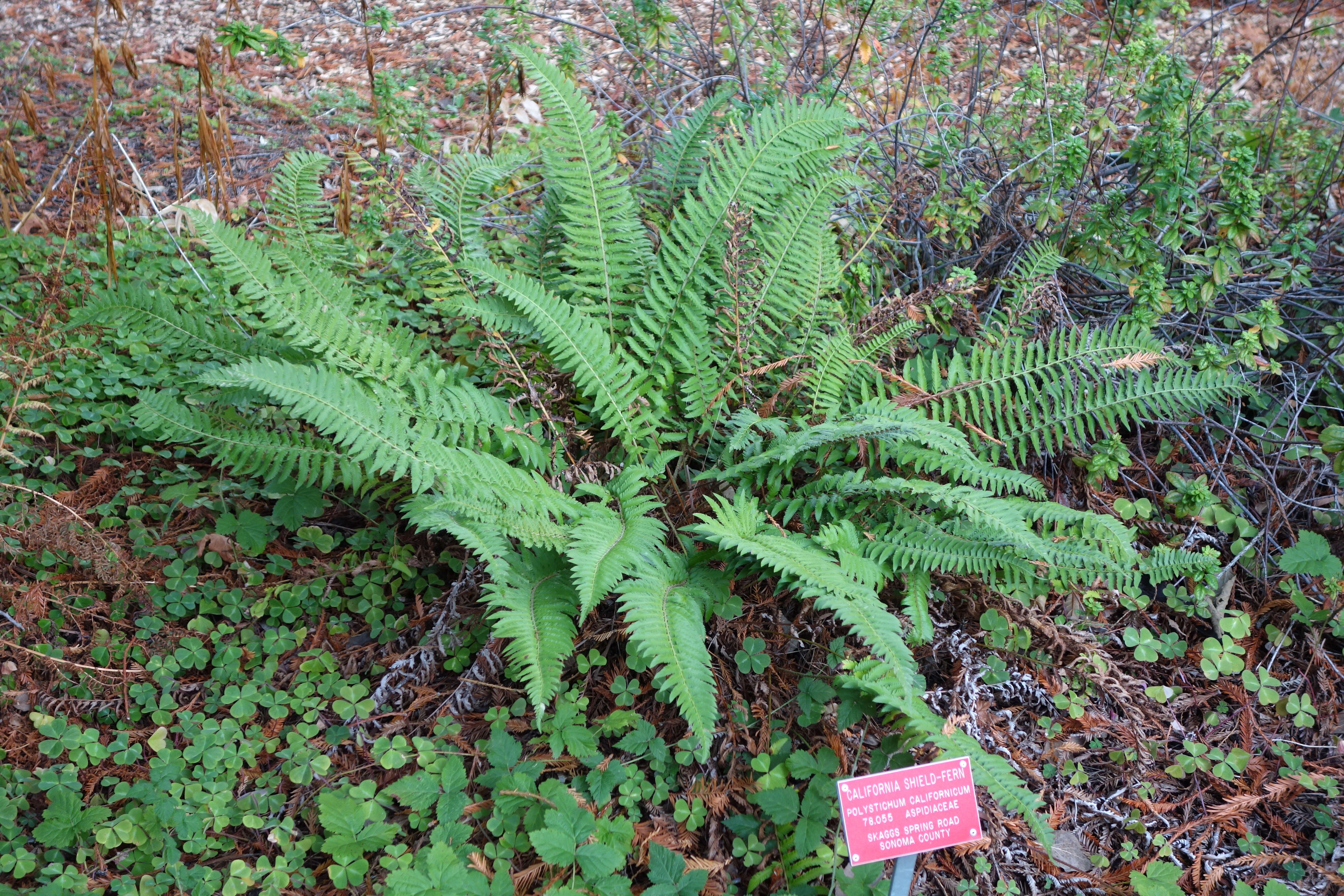 Image of California sword fern