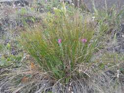 Image de Juncus trifidus L.