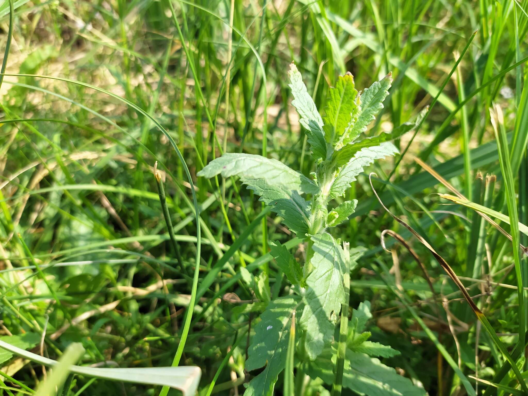 Image of Water germander