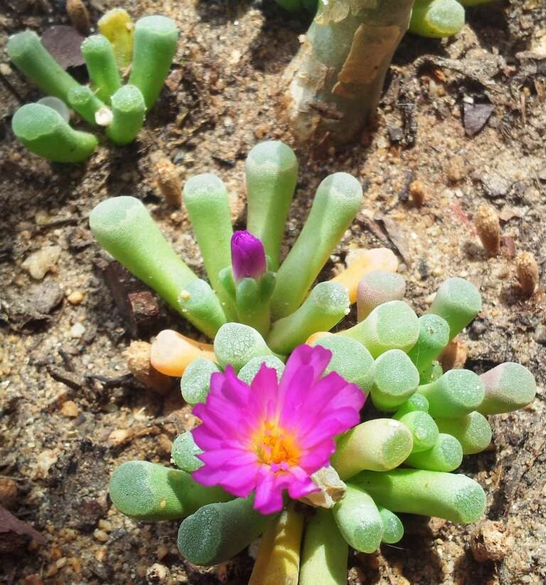 Image of Frithia pulchra N. E. Br.