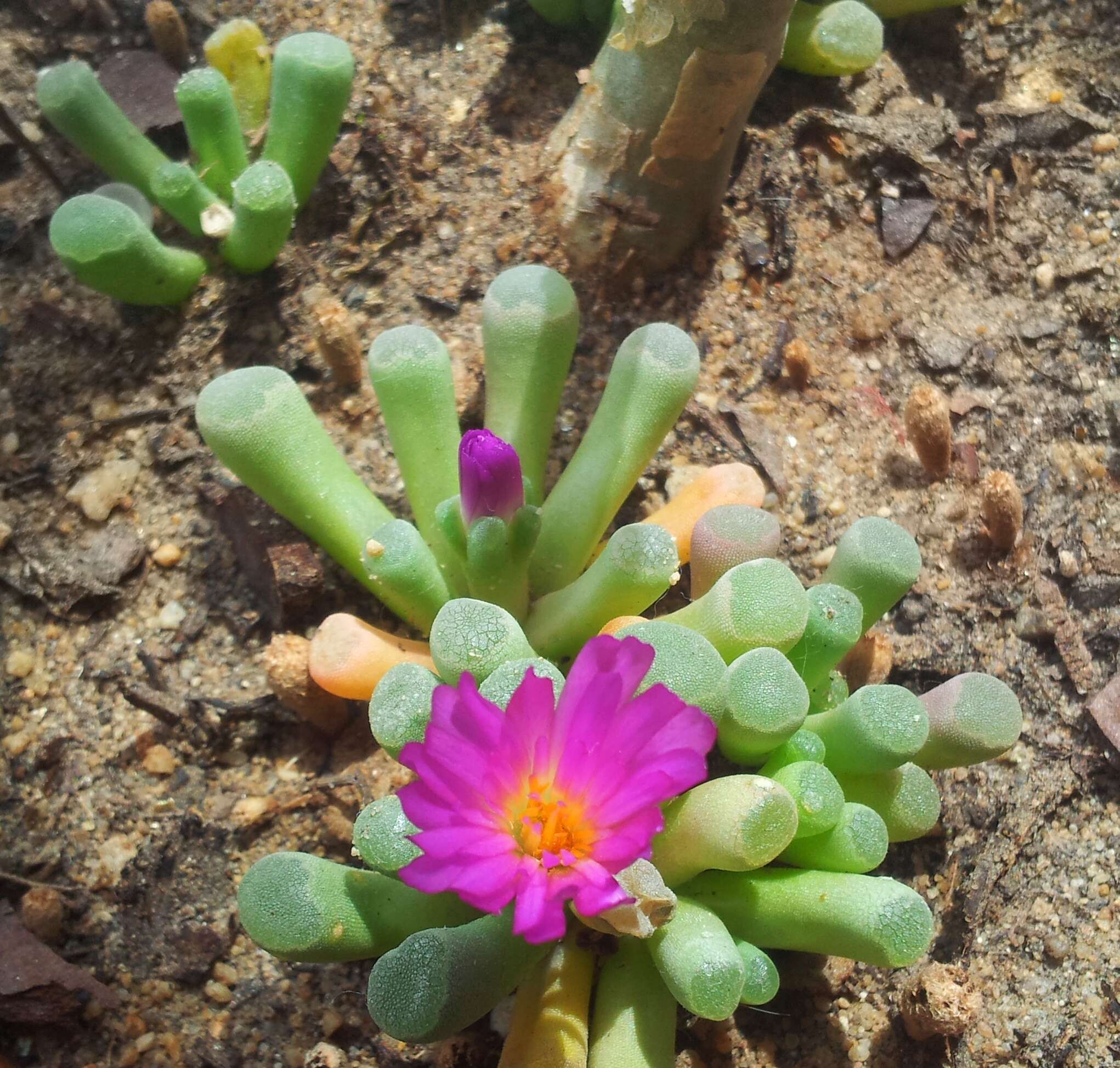 Image of Frithia pulchra N. E. Br.