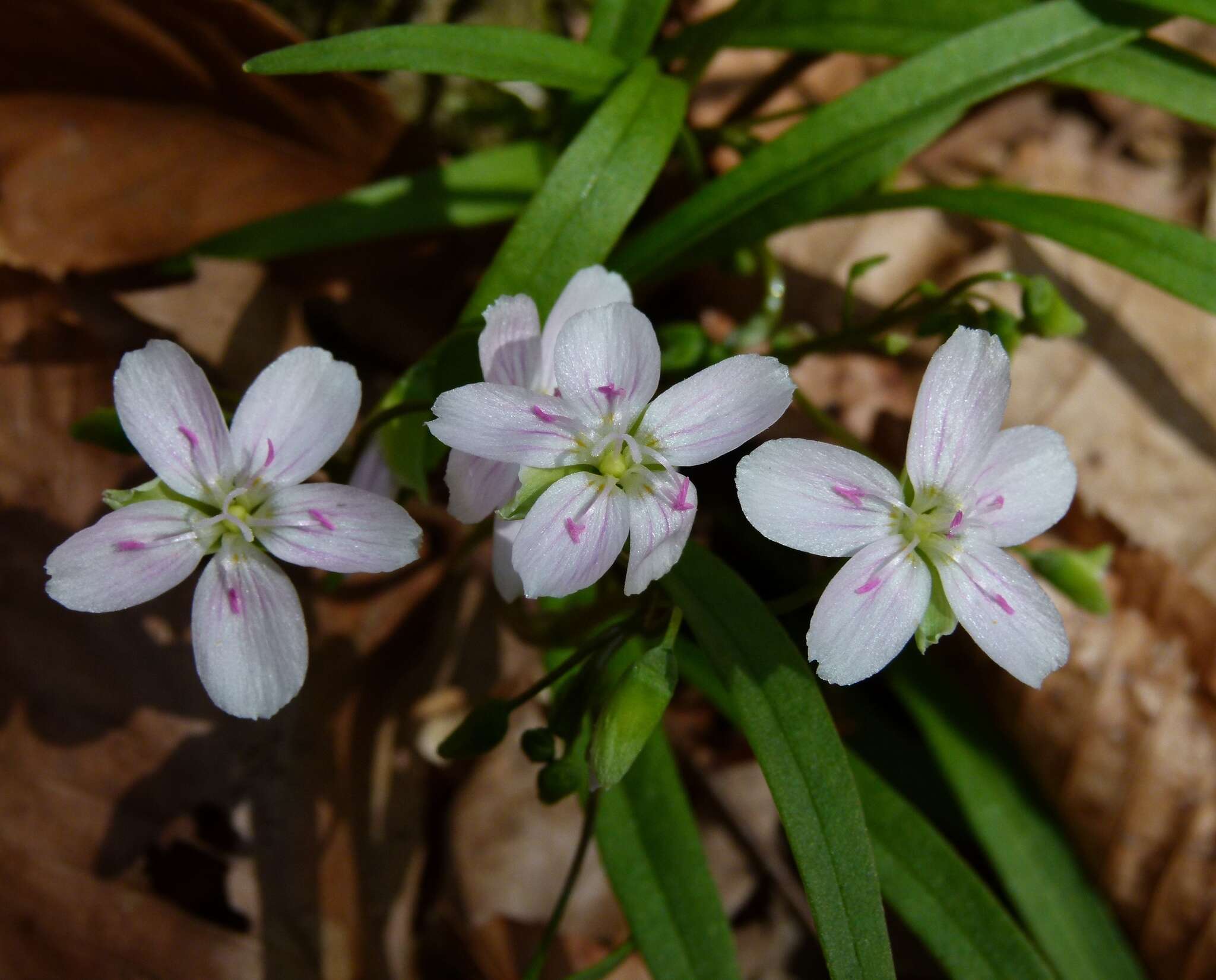 Image of Virginia springbeauty