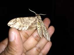 Image of Manduca dilucida (Edwards 1887)