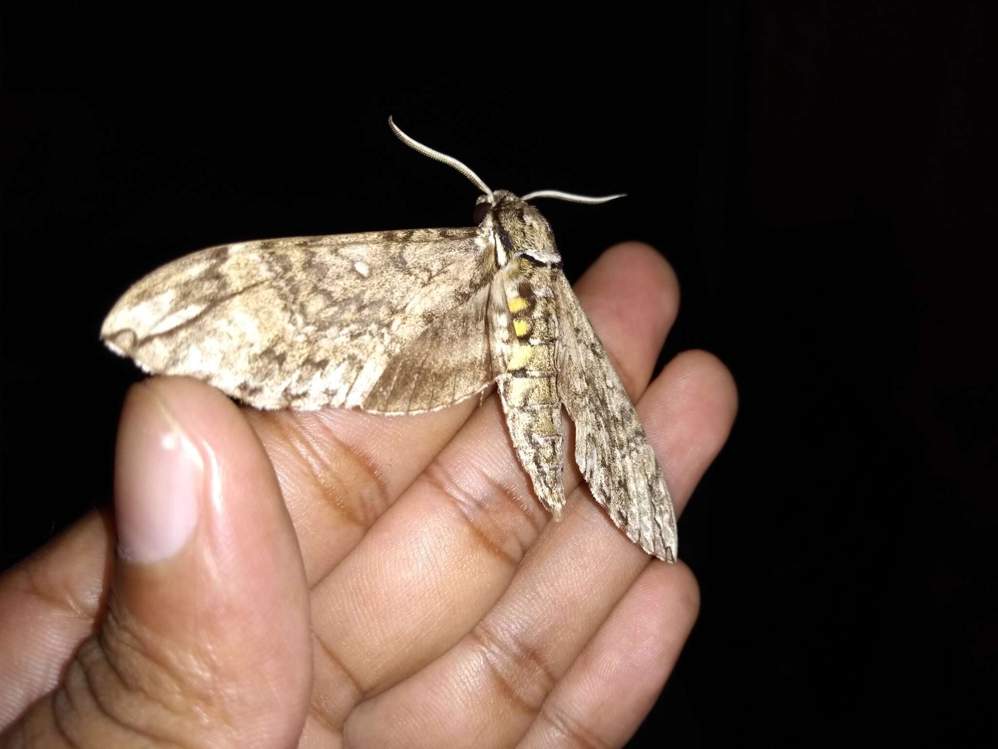 Image of Manduca dilucida (Edwards 1887)