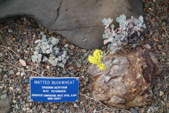 Imagem de Eriogonum caespitosum Nutt.