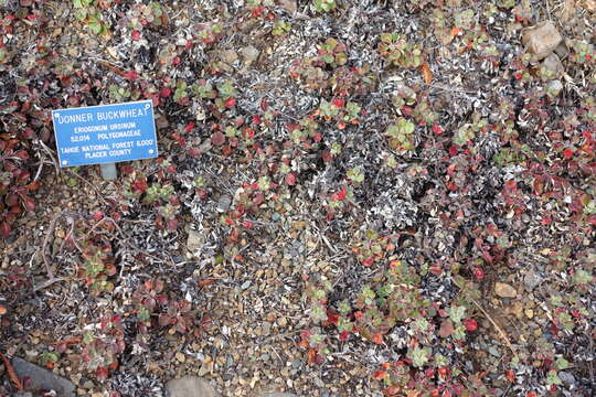 Imagem de Eriogonum ursinum S. Wats.