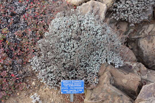 Imagem de Eriogonum wrightii Torr. ex Benth.