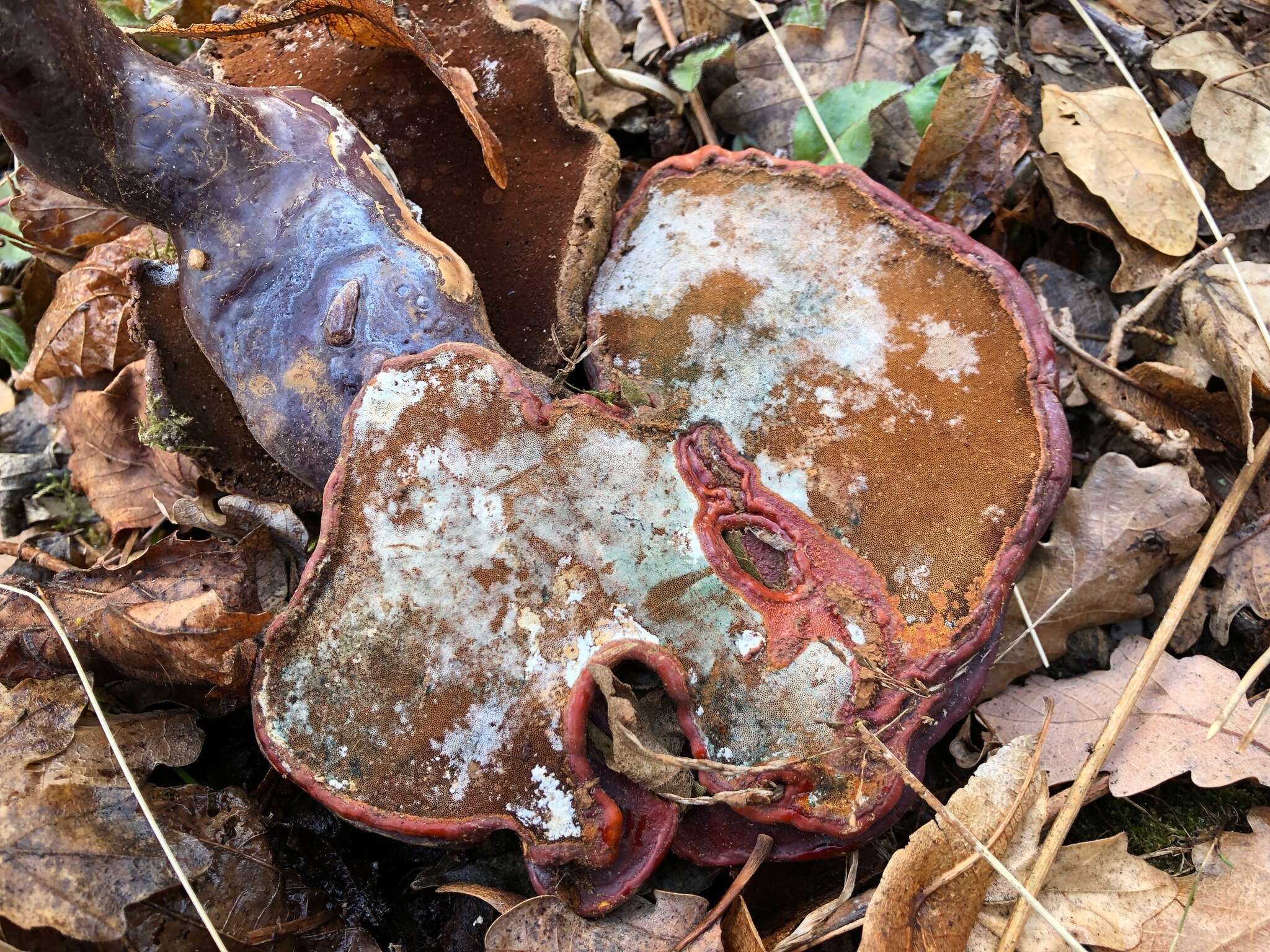 Image of lingzhi mushroom