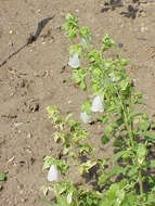 Image of Campanula pendula M. Bieb.