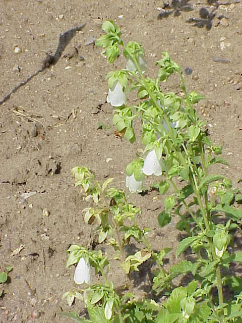 Image of Campanula pendula M. Bieb.