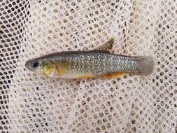 Image of Gulf Killifish