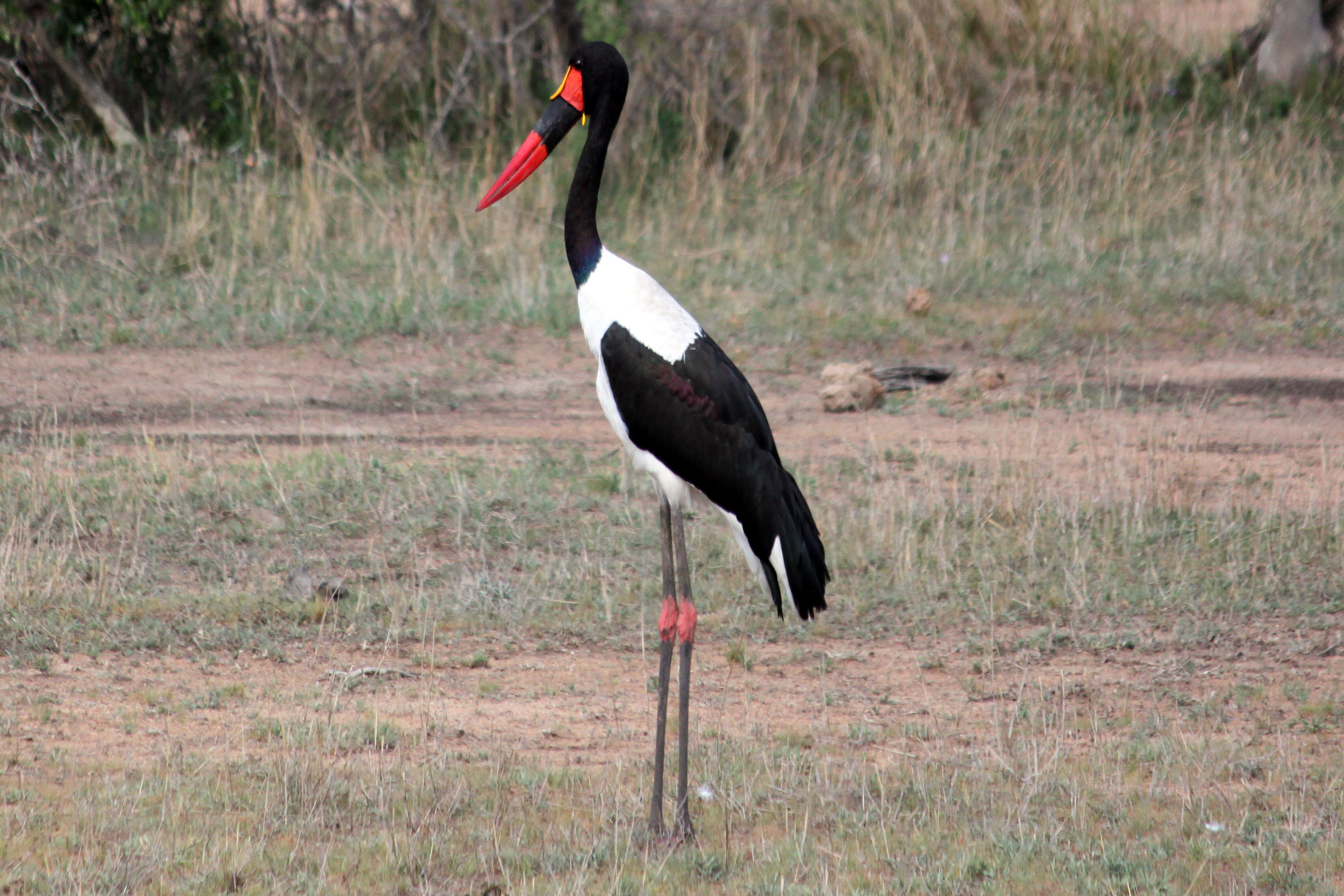 Image of Saddle-billed Stork