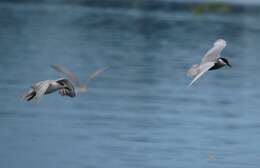 Image of Whiskered Tern