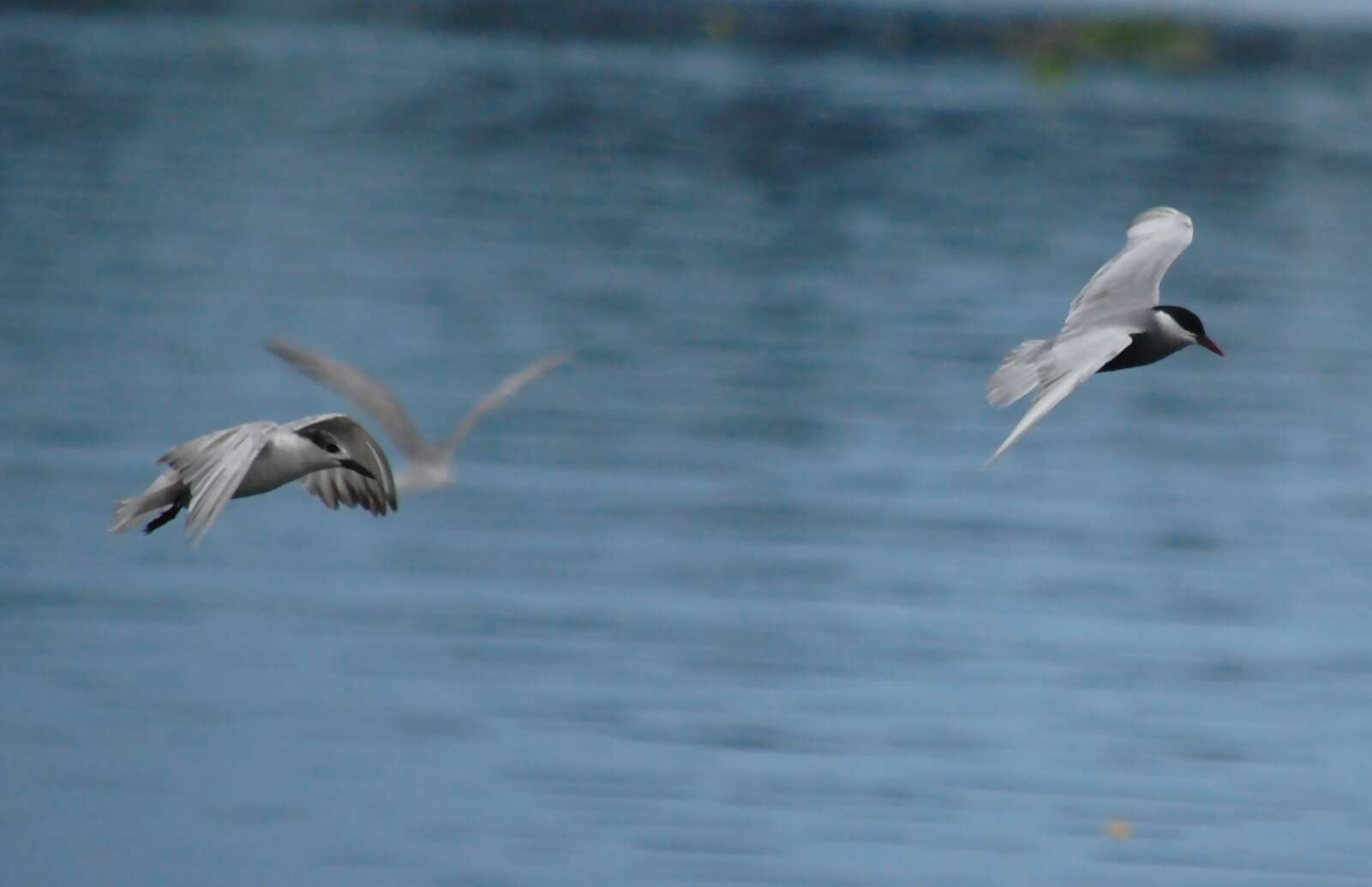 Image of Whiskered Tern