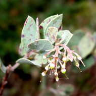 Слика од Arctostaphylos gabilanensis V. T. Parker & M. C. Vasey