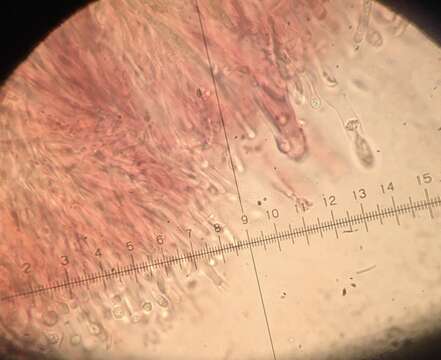 Image of Dacryobolus karstenii (Bres.) Oberw. ex Parmasto 1968