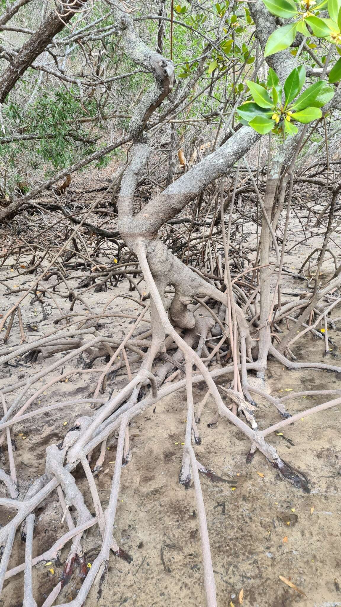 Image of Rhizophora lamarckii Montr.