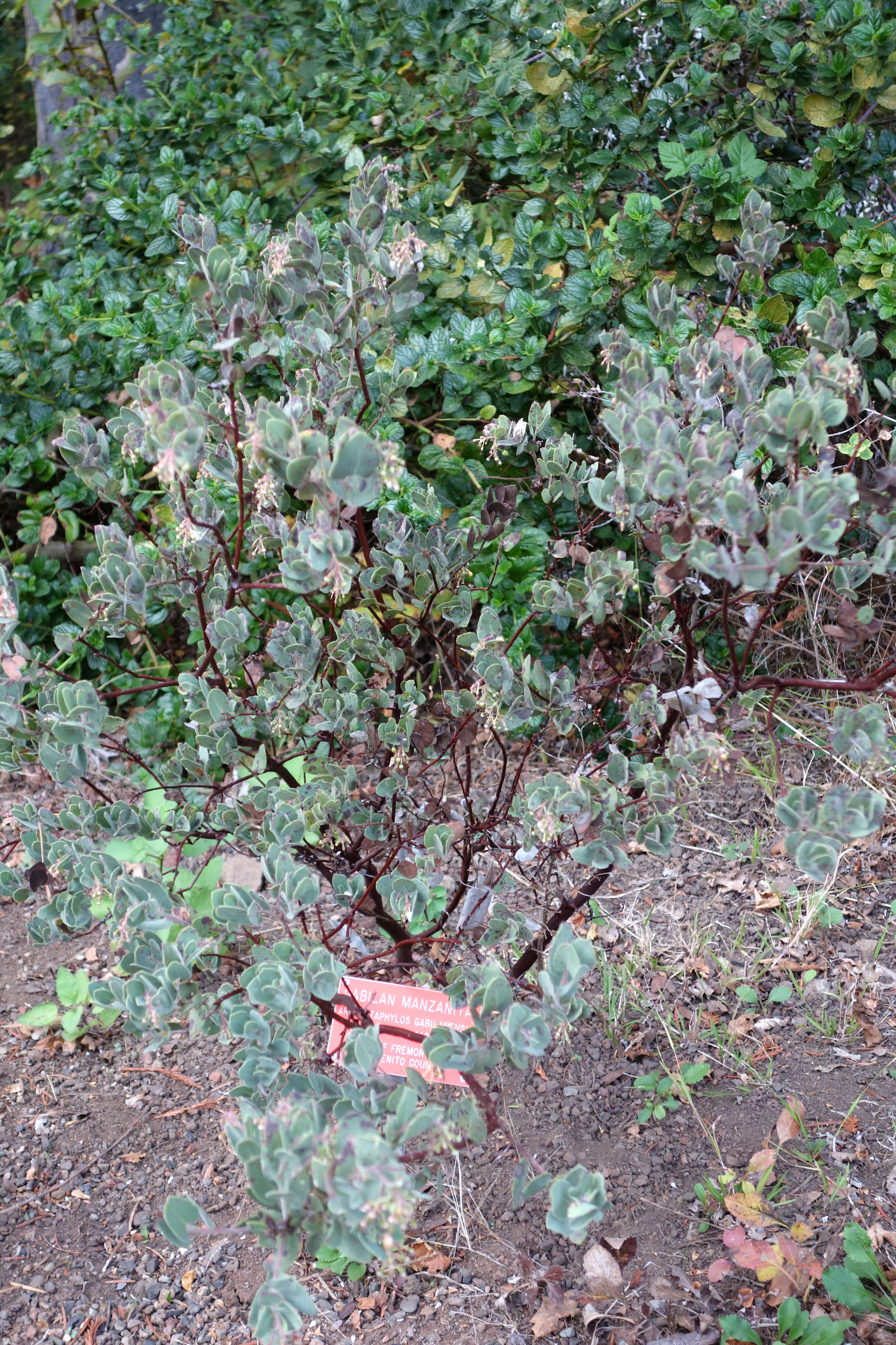 Слика од Arctostaphylos gabilanensis V. T. Parker & M. C. Vasey